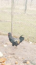 Gallo Padovano con ciuffo