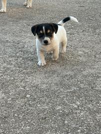 Jack Russell terrier