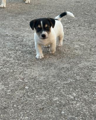 Jack Russell terrier