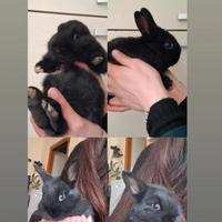 Coniglietti di 1 mese