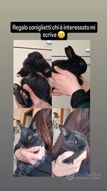 Coniglietti di 1 mese