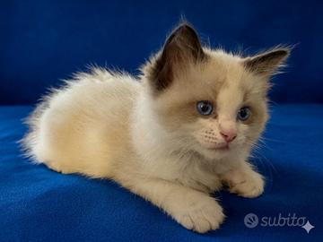 Ragdoll