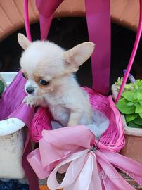 Minuscola cucciola di chihuahua mini Toy