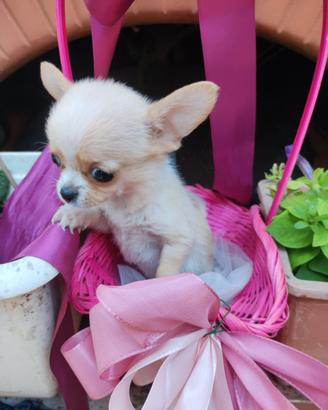 Minuscola cucciola di chihuahua mini Toy