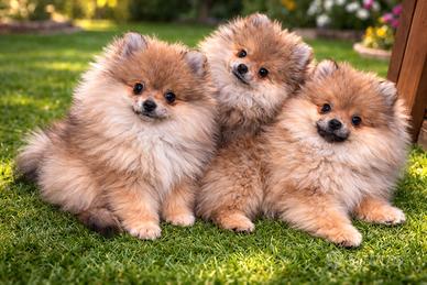 Volpino pomerania pedigree enci