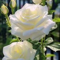 Sig.ra 46 anni disp. per pulizie domestiche