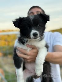 Cuccioli Border Collies con Pedigree ENCI