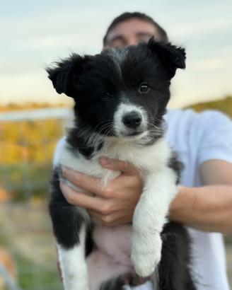 Cuccioli Border Collies con Pedigree ENCI