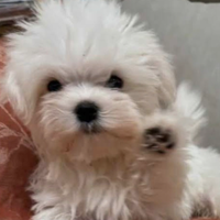 Maltese cucciolo