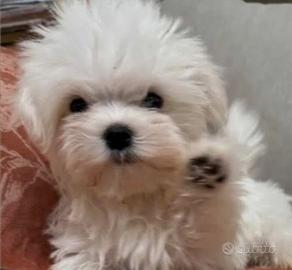 Maltese cucciolo