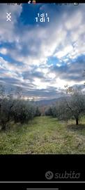 uliveto 