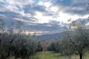 uliveto 