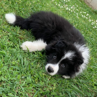 Border collie cuccioli Doc