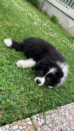 Border collie cuccioli Doc