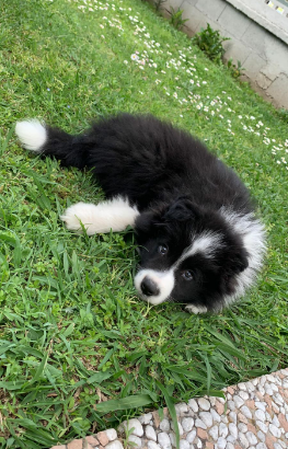 Border collie cuccioli Doc