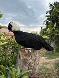 Galline ornamentali