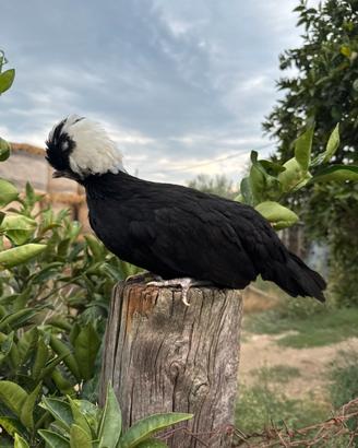 Galline ornamentali