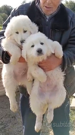 Maremmano linea marsicano