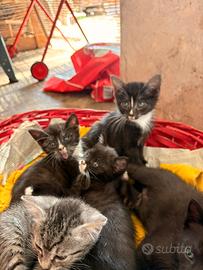 CASA PER 3 Gattini