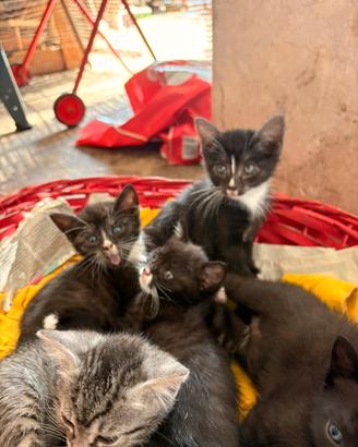 CASA PER 3 Gattini