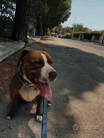 Pitbull maschio disponibile per monta