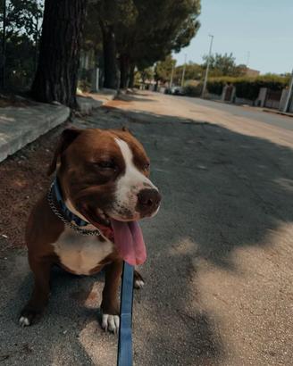 Pitbull maschio disponibile per monta