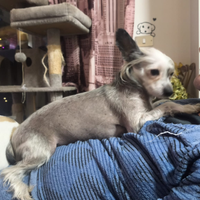 Fidanzato per femmina di chinese dog crested