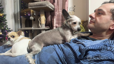 Fidanzato per femmina di chinese dog crested