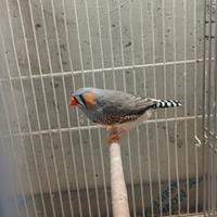 Coppia diamante mandarino