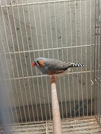 Coppia diamante mandarino