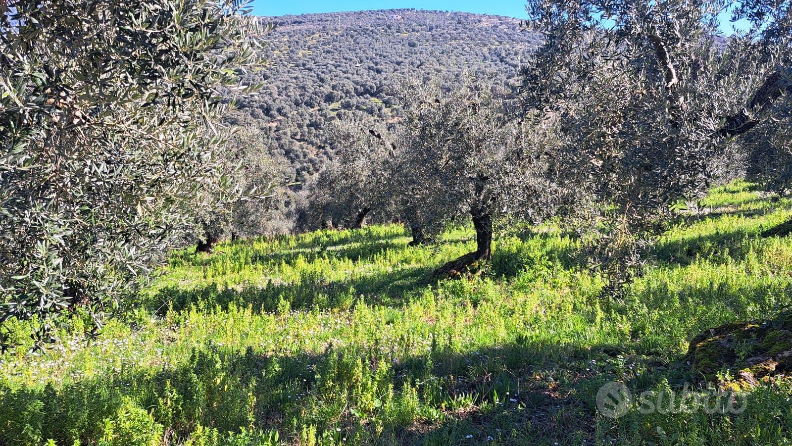 Terreno agricolo - Vista 6