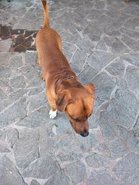 Cucciolo cane 22 mesi