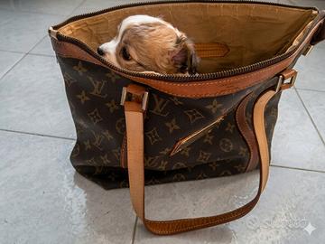 Chihuahua maschio pedigree