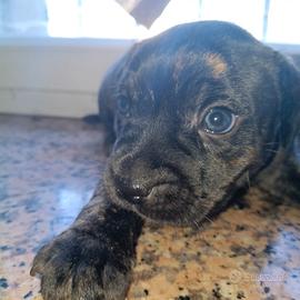 Staffordshire bull terrier