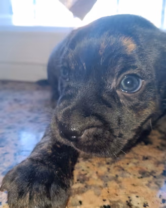 Staffordshire bull terrier