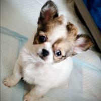 Chihuahua pelo lungo