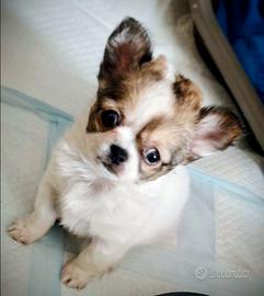 Chihuahua pelo lungo