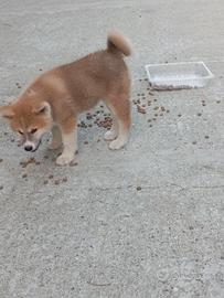 Akita inu