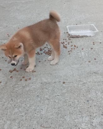 Akita inu