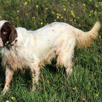 Setter Inglese pronta caccia