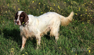 Setter Inglese pronta caccia