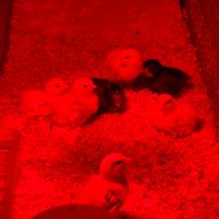 Pulcini Cocincina nana