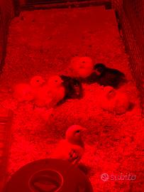 Pulcini Cocincina nana