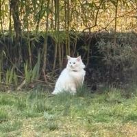 Maschio angora turco disponibile accoppiamento