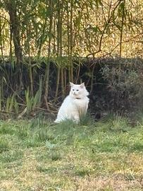 Maschio angora turco disponibile accoppiamento