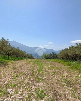 TER. AGRICOLO A CASTELLAMMARE DEL GOLFO