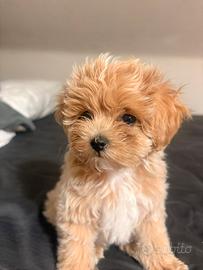 Cane maltipoo mini toy