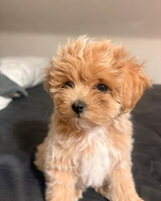 Cane maltipoo mini toy