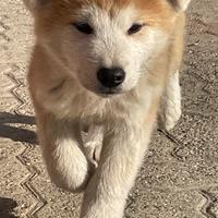 Cuccioli di Akita Inu con pedigree