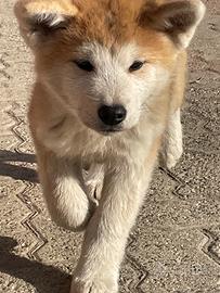 Cuccioli di Akita Inu con pedigree